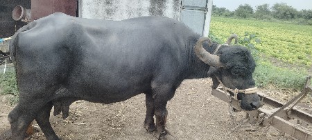 ભેસ વેસવાની સે