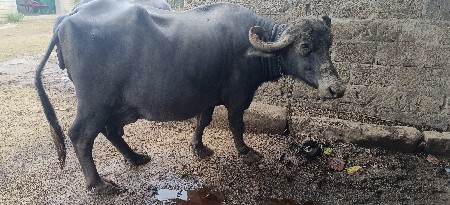 ભેંસ વેચવાની છે