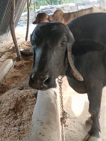 ભેંસ વેચવાની છે