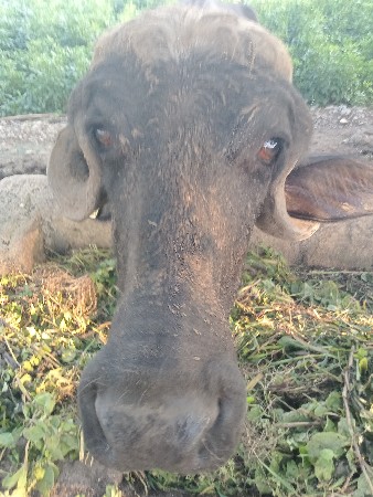 ભેંસ લેવાની છે