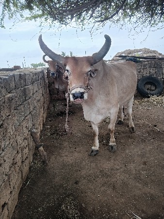 બળદ વેચવાના છે