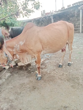 ગાય વેચવાનું છે