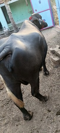 ભેંસ વેચવાની છે