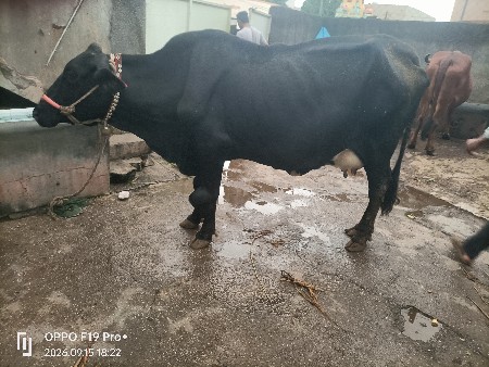 ક્રોસ ગાય