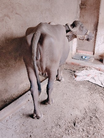 ભેંસ વેચવાની છે