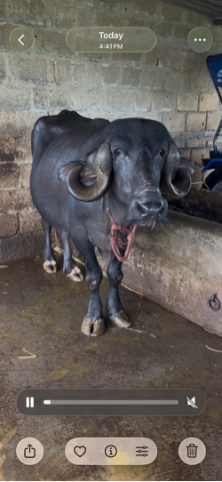 જાફરા બાદ કાશિ 18 દિવ્યના