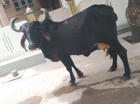 ગાય વેચવાની છે