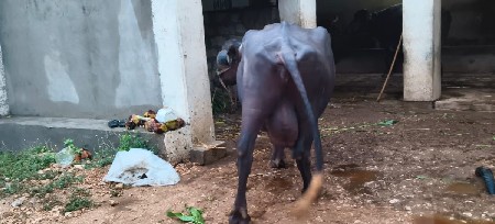 પ્યોર જાફરાબાદી