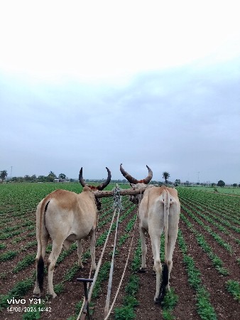 ગોઢલા