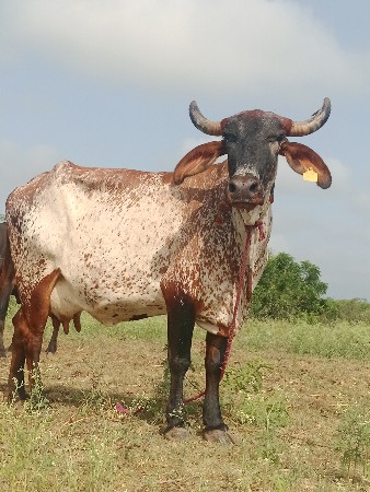 ગાય વેચવાની છે
