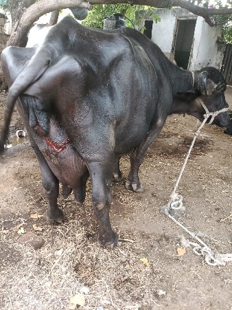 ભેંસ વેચવા ની છે