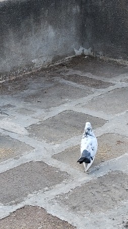 કબુતર