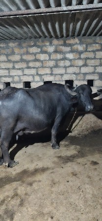 ભેંશ વેચવાની છે