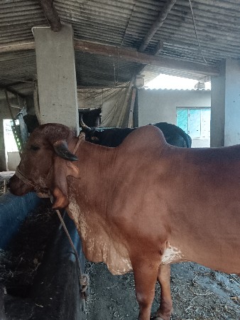 ગાય વેચવાની છે