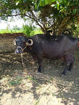 ભેશ વેચવાની છે બિજુ વેતર