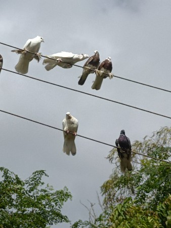 કબુતર