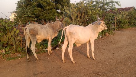 Ratangarh pahchan Taluka