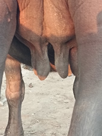 ભેસ વેચવાની છે