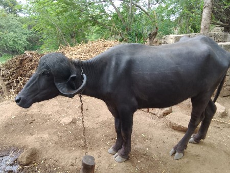 સાટા કરવા ના છે