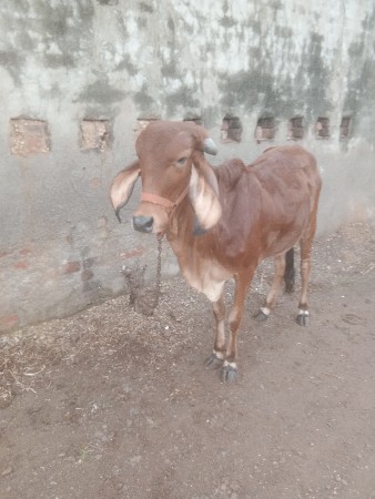 બેવાચરડીવેશવાનીછે