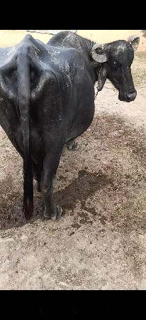 ભેંસ વેચવાની છે
