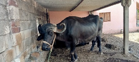 ભેંશ વેચવા ની છે