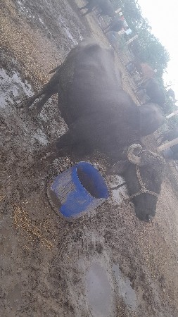 વેચવાનીછે