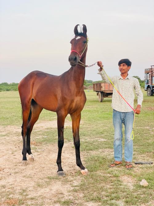 13 મહિના ની વછૈરી છે
