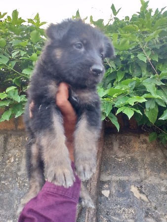 jarman Shepard female