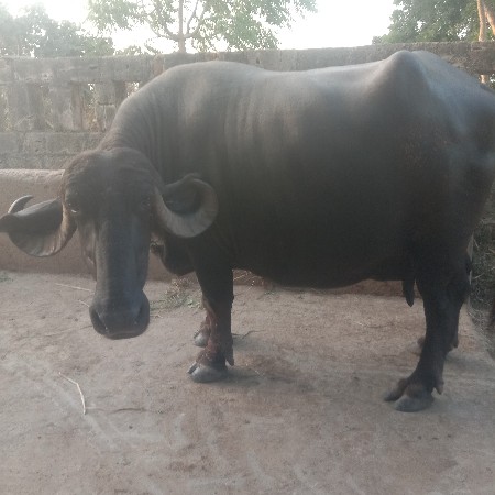 વેચવાની છે.