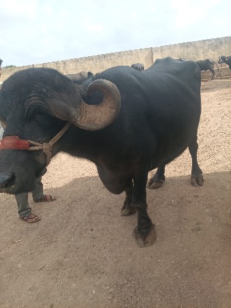 ભેંસ વેચવાની છે