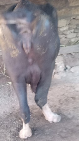 આ ભેંસ વેચવાની છે