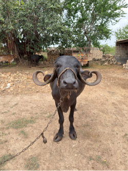 ભેસ વેસવાની સે