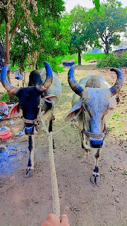 બળદ