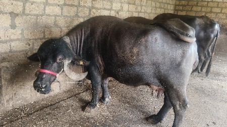 પેલું વેતર 25 દિવસ નિ વયાણેલી