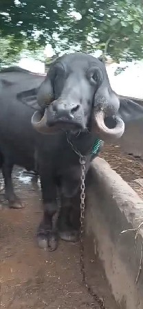 વેચવાની છે