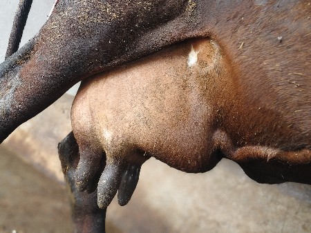 ગાય 🐮 વેચવાની છે