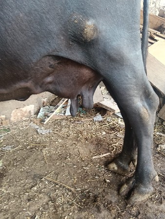4 વેતર