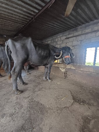 સિસોદિયા સાપરાજ ભાઈ નાનુભાઈ