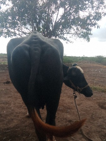 ભેંસ વેચવાની છે