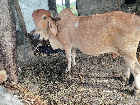 ગીર ગાય