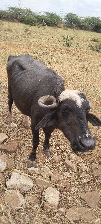 ભેસું વેચવાની છે