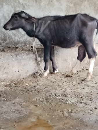 પાડી વેચવાની છે