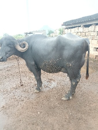 ભેંસ વેચવાની છે.