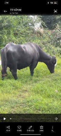ભેંસ વેચવાની છે