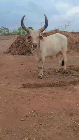 ગોઢલો