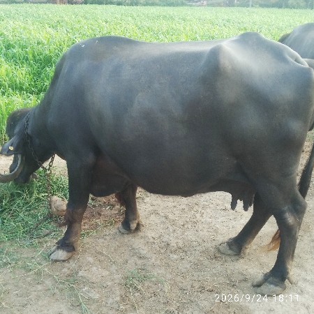 ભેંસ વેચવાની છે