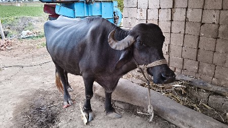ભેંસ પંદર દિવસ આવ્યા છે