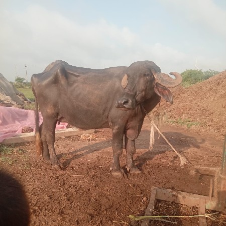 10 દીવસ ની કાચી છે....