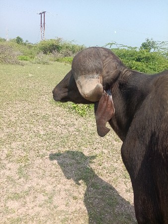 આ જાફરાબાદી પાડી વેચવાની છે
